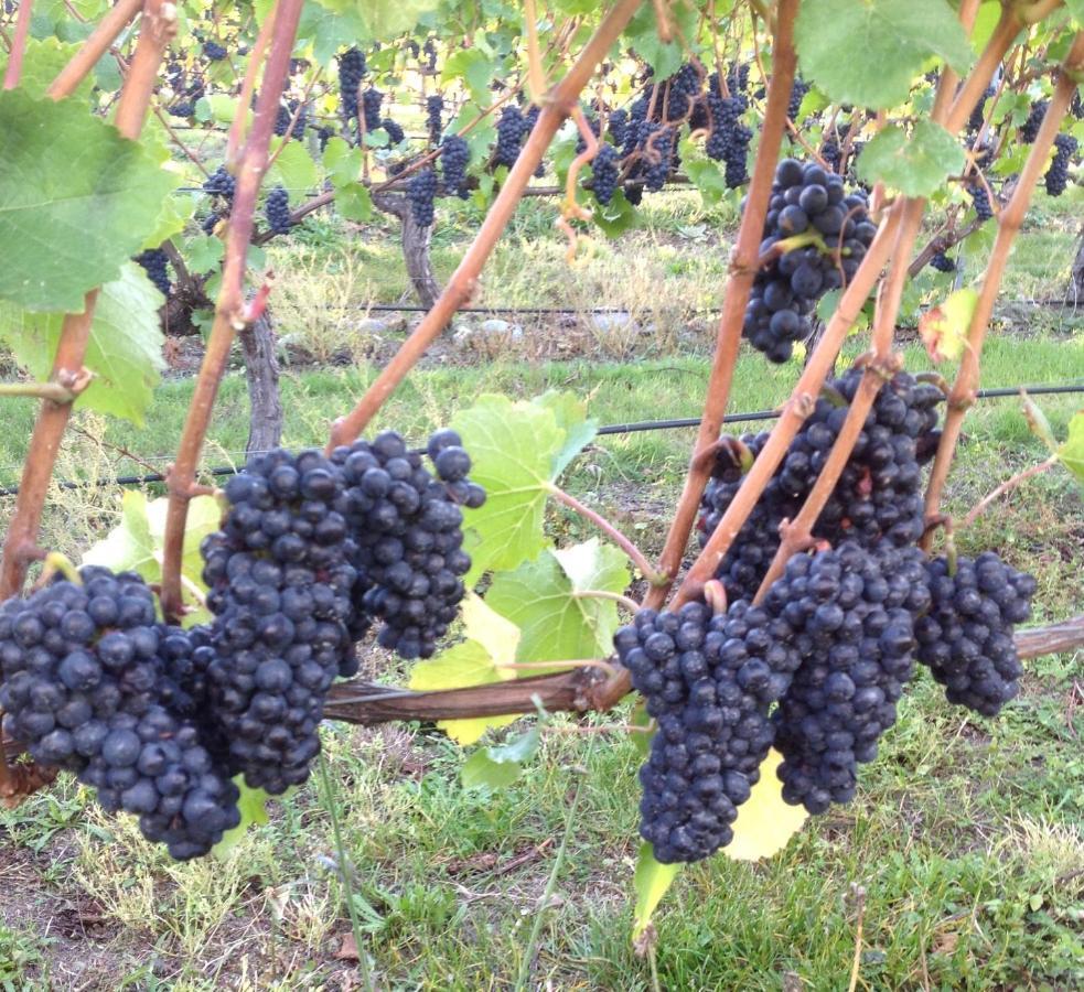 Vila 'The Crib' On Legacy Vineyard Alexandra Pokoj fotografie